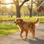 puppy training leash